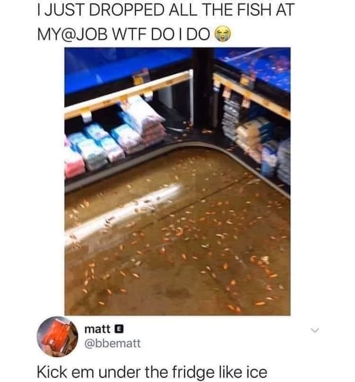 dropped all the fish at work meme - I Just Dropped All The Fish At My Wtf Do I Do matt E Kick em under the fridge ice