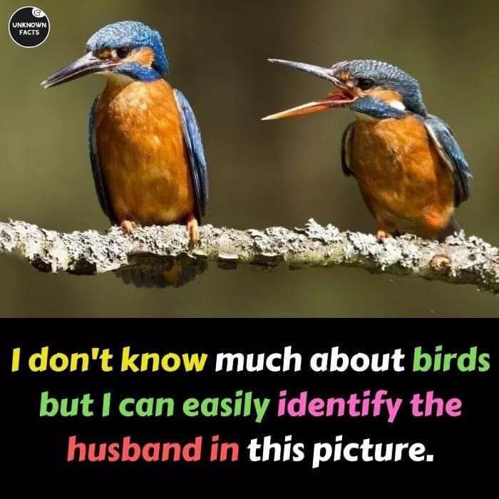 dont know much about birds - Unknown Facts I don't know much about birds but I can easily identify the husband in this picture.