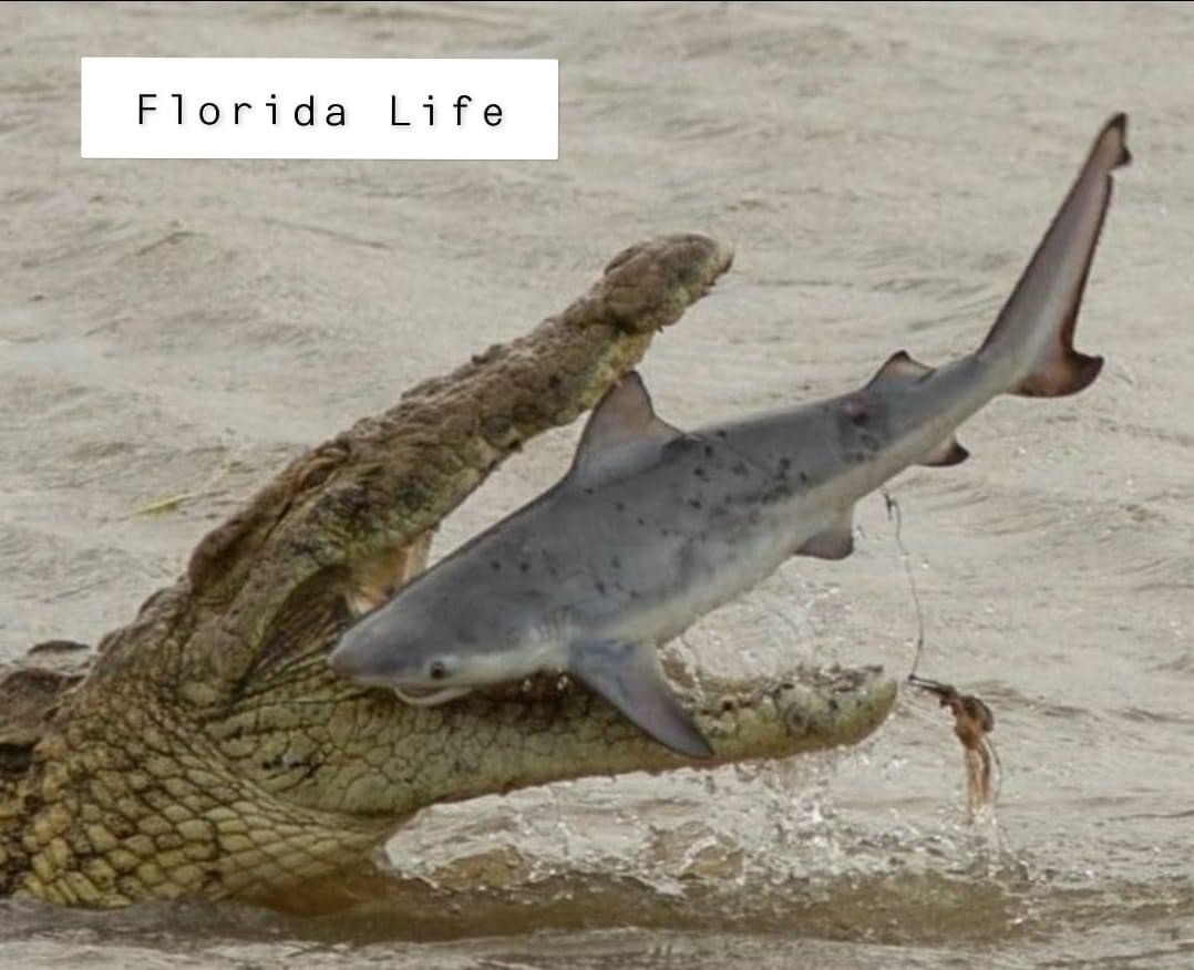 fauna - Florida Life