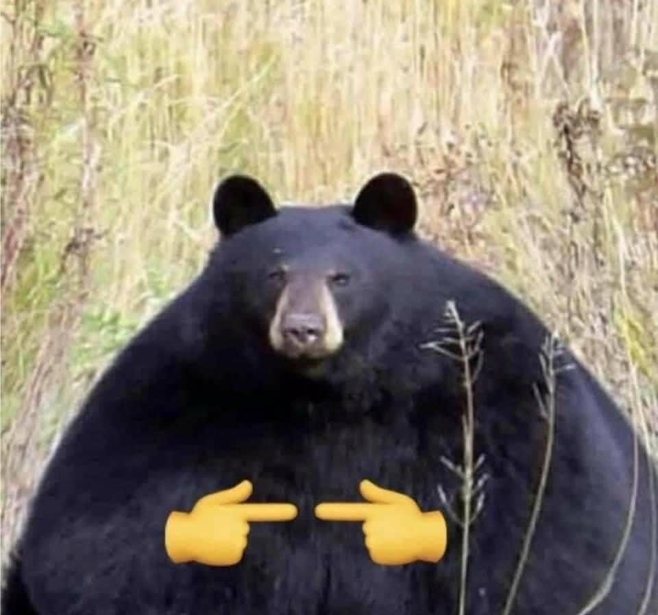 wide bear