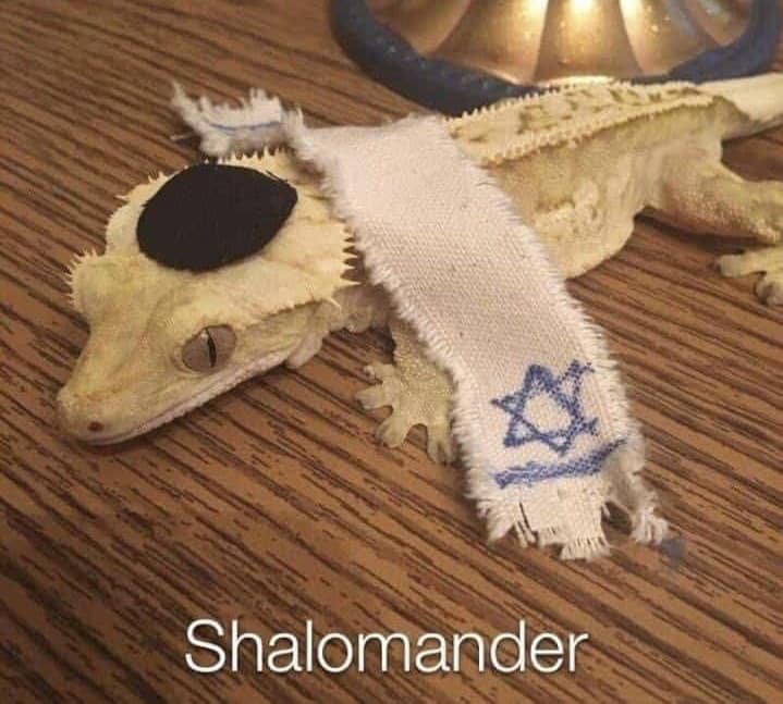 monday morning randomness -  shalom lizard - Shalomander