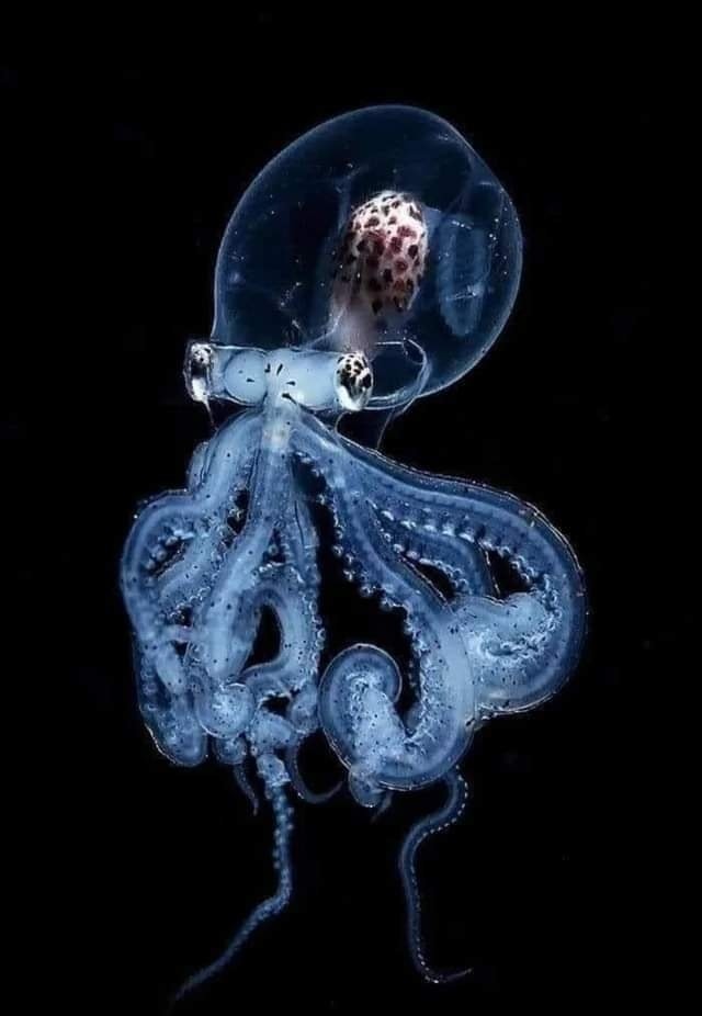 monday morning randomness -  transparent octopus