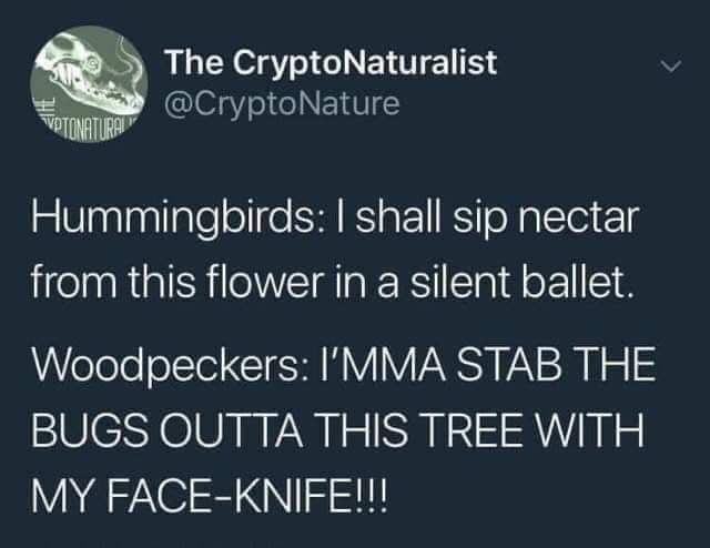 monday morning randomness -  woodpecker face knife - Sate Pionatural The CryptoNaturalist Hummingbirds I shall sip nectar from this flower in a silent ballet. Woodpeckers I'Mma Stab The Bugs Outta This Tree With My FaceKnife!!!