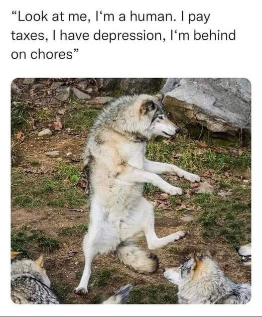 funny pics and memes - look at me im a human i pay taxes - "Look at me, I'm a human. I pay taxes, I have depression, I'm behind on chores"