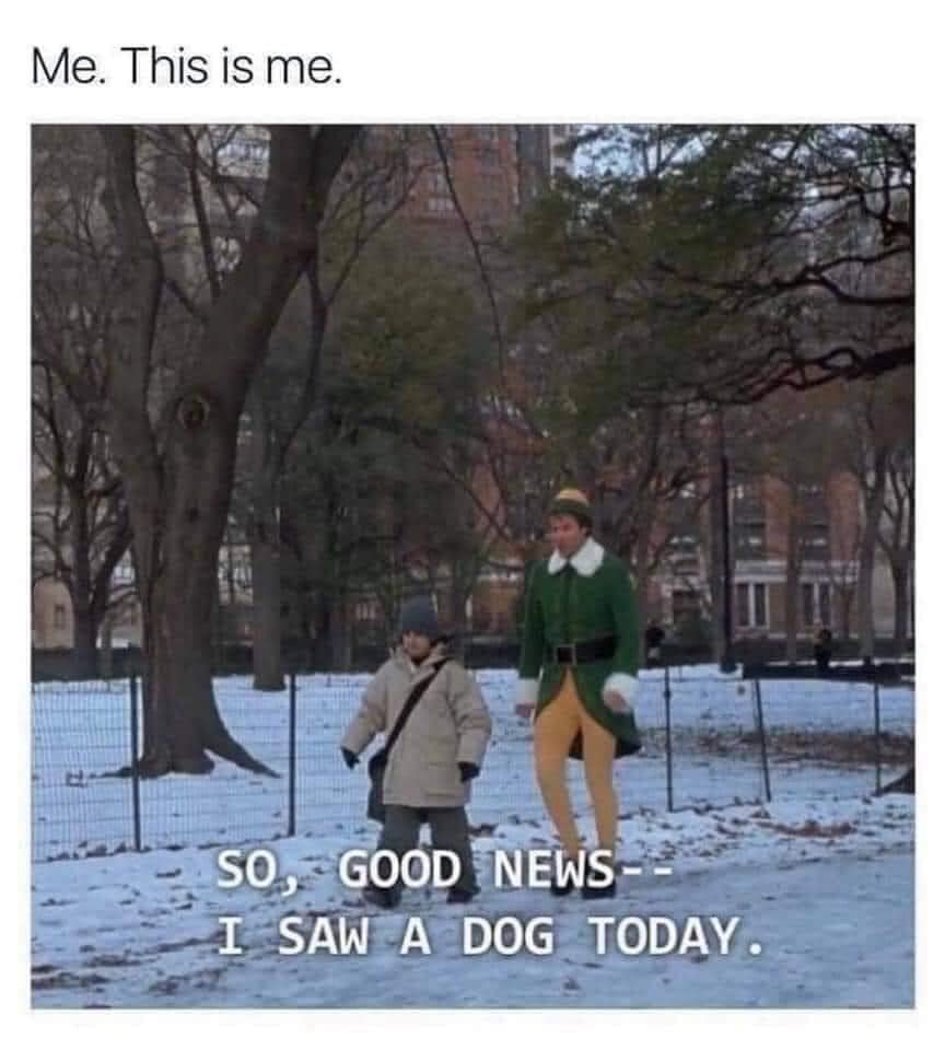 funny pics and memes - tree - Me. This is me. New So Good News I Saw A Dog Today.