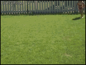 Awesome GIFs