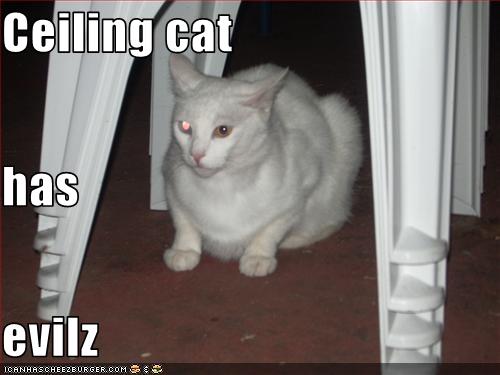 This is actually my cat and i thought that I would turn him into a lolcat...