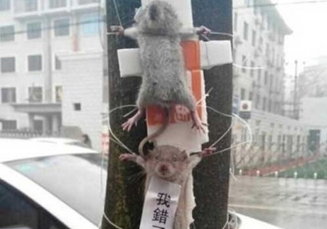 Three mice were found crucified on a tree in the city of Chengdu China, along with a message: "I was wrong, I repent."