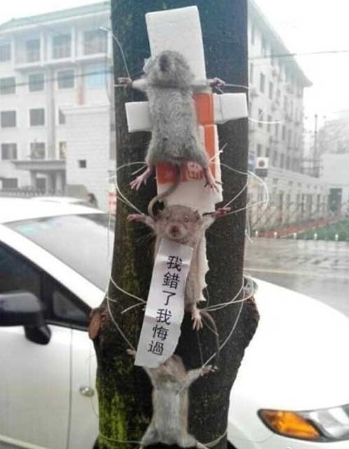 The rodents have been captured by a man identified as Liu, who works in a company town. According to Liu, the rats were seen stealing vegetables and damaging wires in the company. Eventually punished, the site reported "HugChina