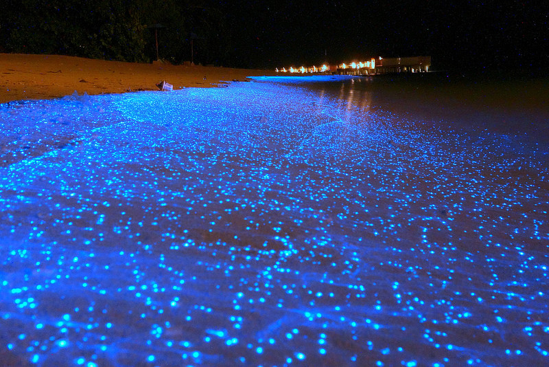Bioluminescent Phytoplankton