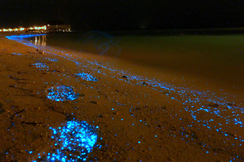 Bioluminescent Phytoplankton