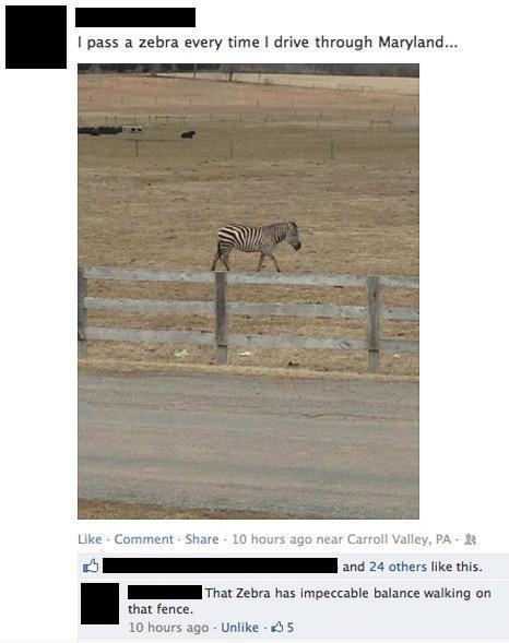 epic facebook comments - I pass a zebra every time I drive through Maryland... . Comment . 10 hours ago near Carroll Valley, Pa and 24 others this. That Zebra has impeccable balance walking on that fence. 10 hours ago. Un 5