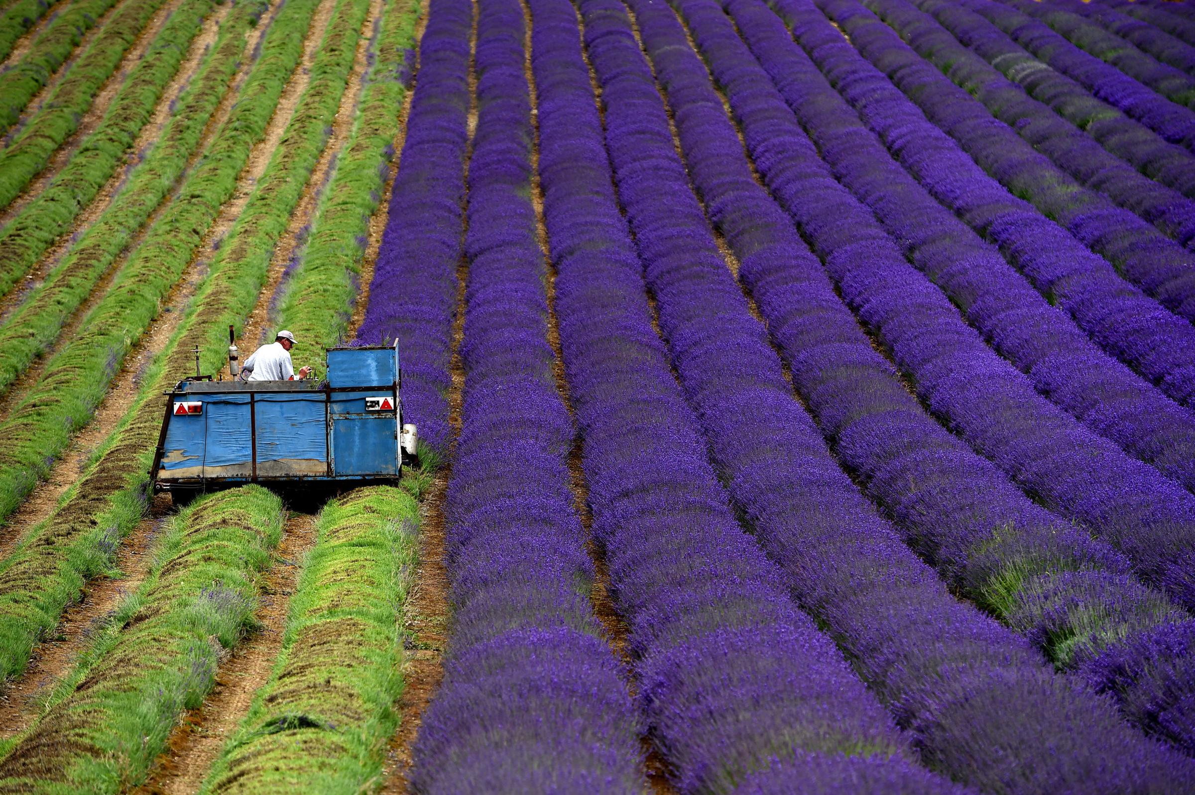 Farmer harvest lavender - you know, the stuff your mom puts on you junk