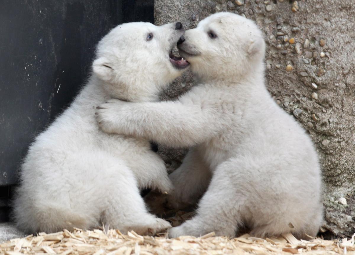 baby-polar-bears-feels-gallery-ebaum-s-world