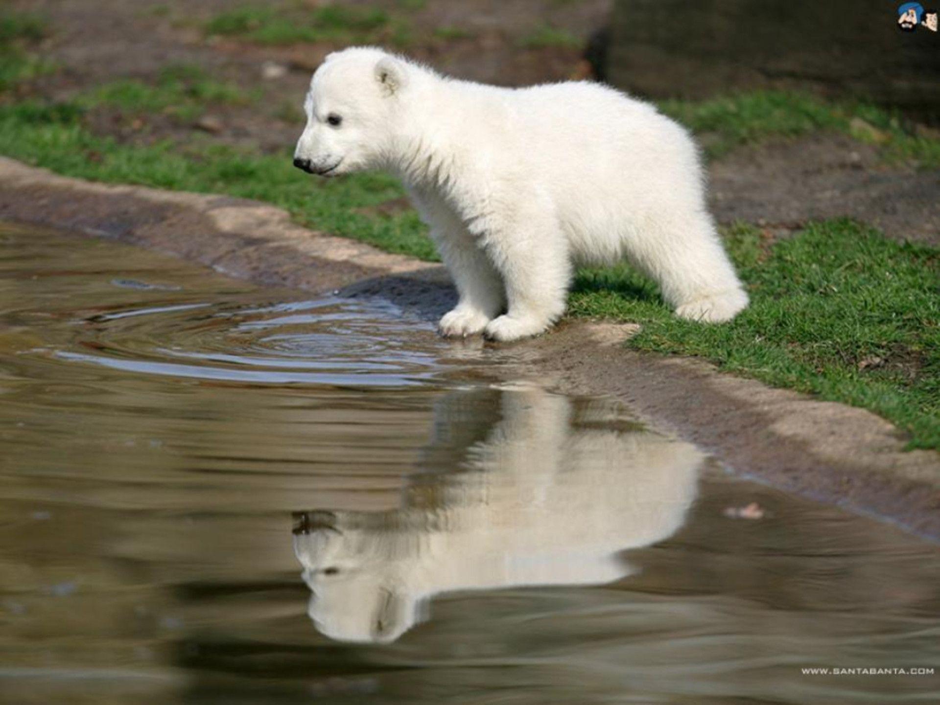 Baby Polar Bears
