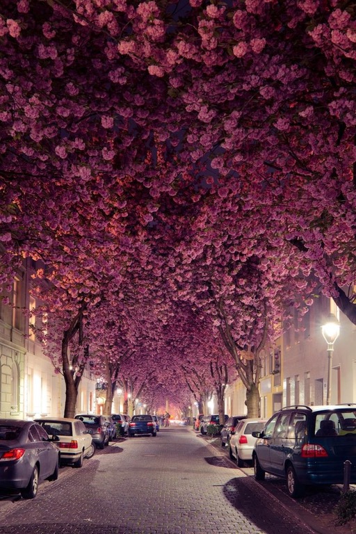 cherry blossom bonn germany