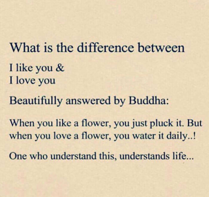 quotes - What is the difference between I you & I love you Beautifully answered by Buddha When you a flower, you just pluck it. But when you love a flower, you water it daily..! One who understand this, understands life...