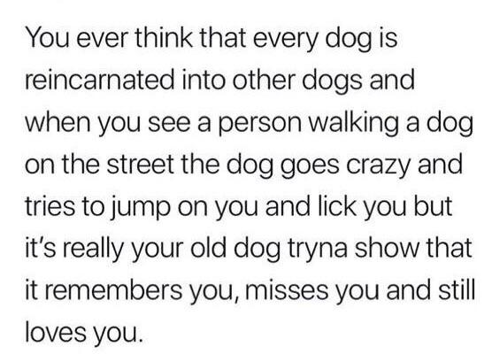 1 peter 3 3 4 - You ever think that every dog is reincarnated into other dogs and when you see a person walking a dog on the street the dog goes crazy and tries to jump on you and lick you but it's really your old dog tryna show that it remembers you, mis