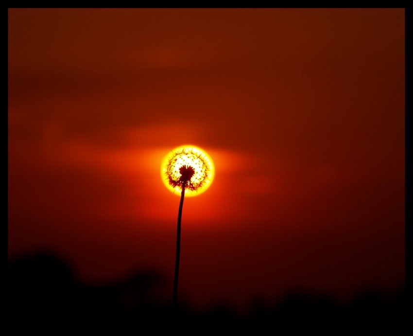 dandelion sun