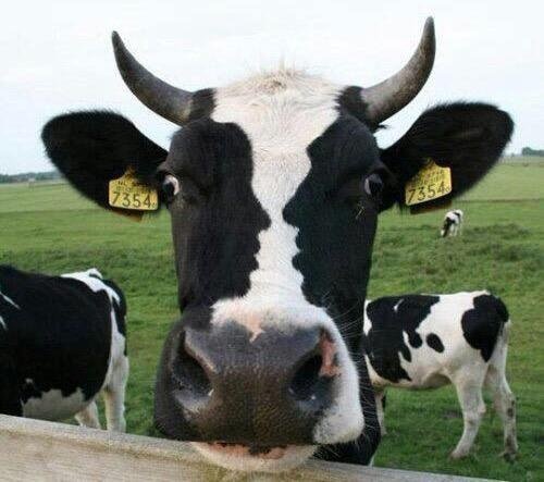 cow faces