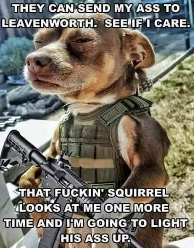 dog in tactical vest - They Can Send My Ass To Leavenworth. See If I Care. That Fuckin' Squirrel Looks At Me One More Time And I'M Going To Light His Ass Up