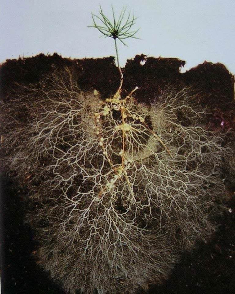 random pic pine tree root system