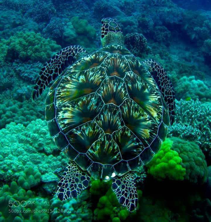 random pic sea turtle camouflage - 500PX" 500px.comphoto154124801