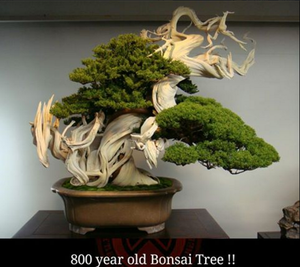 random pic beautiful bonsai trees - 800 year old Bonsai Tree !!