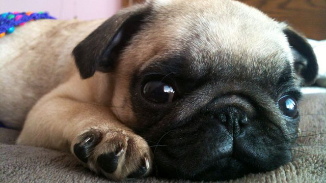 cutest dog in the world pug