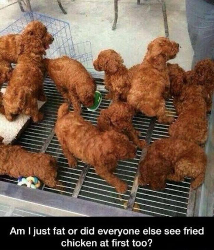 dogs that look like fried chicken - Am I just fat or did everyone else see fried chicken at first too?