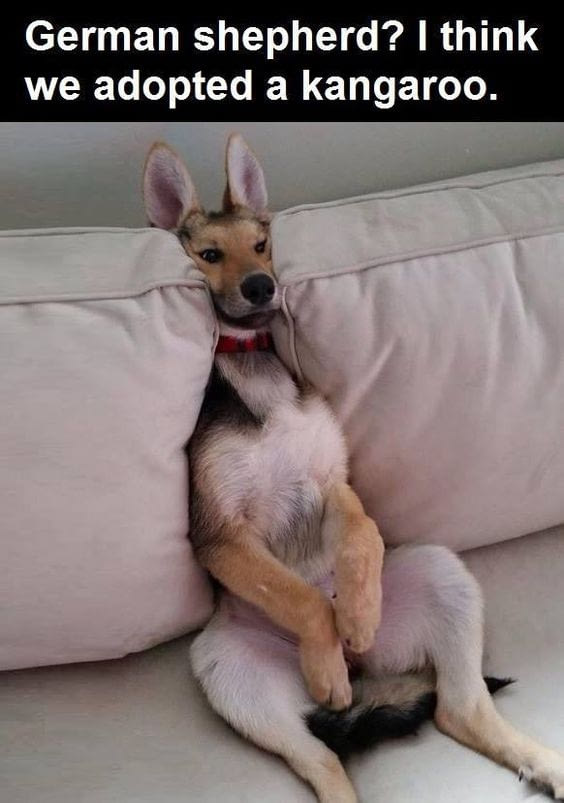 hilarious dog memes - German shepherd? I think we adopted a kangaroo.