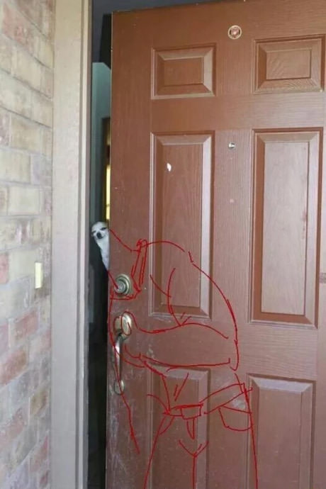 dog answering door meme