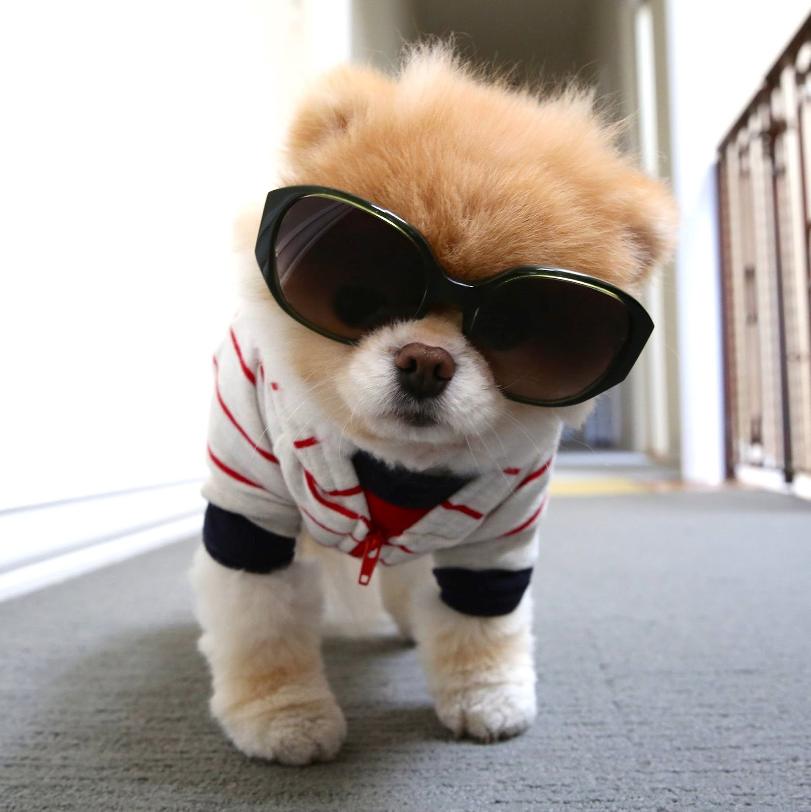 pomeranian with sunglasses