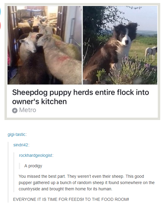 dog sheep kitchen - Sheepdog puppy herds entire flock into owner's kitchen Metro gigitastic sindri42 rockhardgeologist A prodigy You missed the best part. They weren't even their sheep. This good pupper gathered up a bunch of random sheep it found somewhe