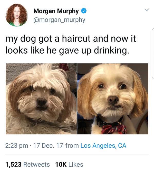 sobriety meme - Morgan Murphy my dog got a haircut and now it looks he gave up drinking. . 17 Dec. 17 from Los Angeles, Ca 1,523 10K