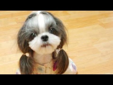 world's cutest dogs