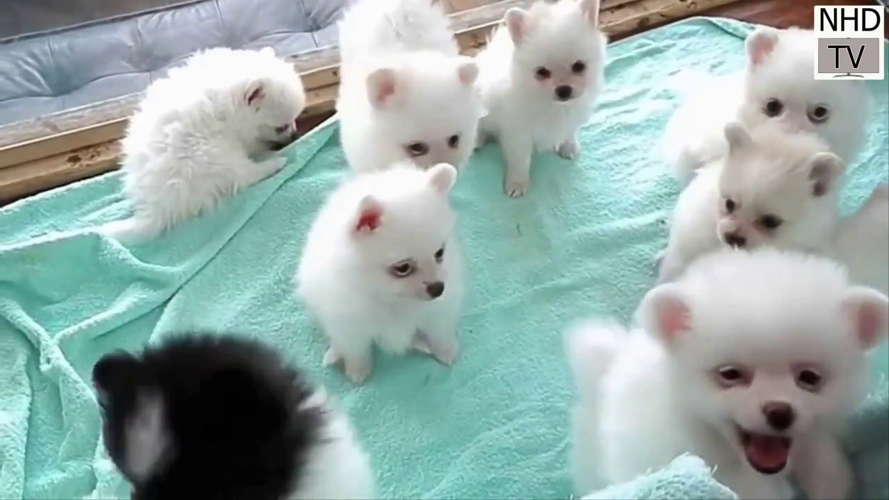 world cute dog - Nhd Tv