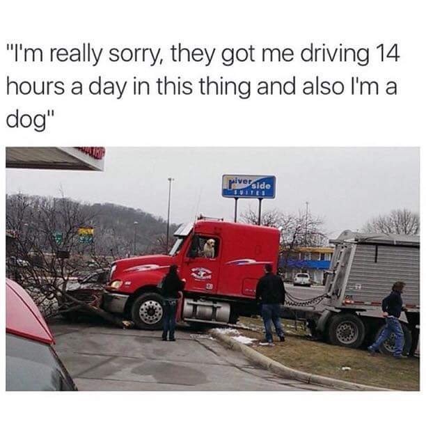 dog drive truck - "I'm really sorry, they got me driving 14 hours a day in this thing and also I'm a dog" piverside Sitet