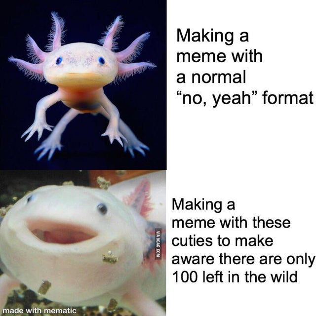 endangered water species - Making a meme with a normal "no, yeah format Ne Via 9GAG.Com Making a meme with these cuties to make aware there are only 100 left in the wild made with mematic