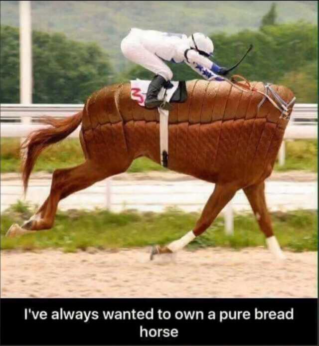 pure bread horse - I've always wanted to own a pure bread horse