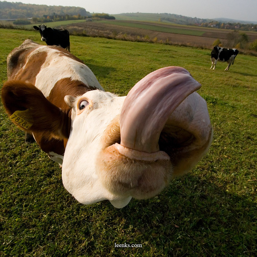 cow funny face - 7828 leenks.com