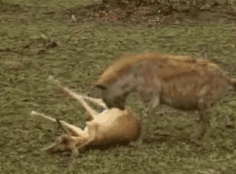 funny dead deer