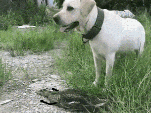 dog catches bird gif