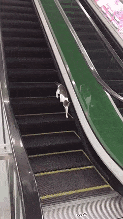 cat escalator gif