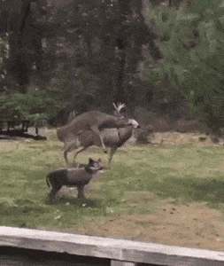 humping deer head falls off