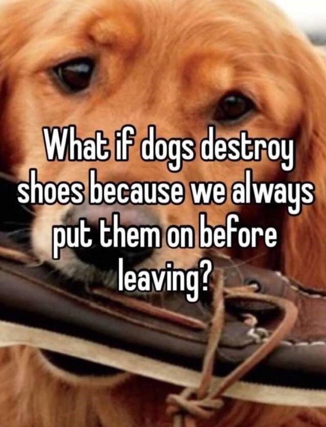 sperry top sider - What if dogs destroy shoes because we always put them on before leaving?