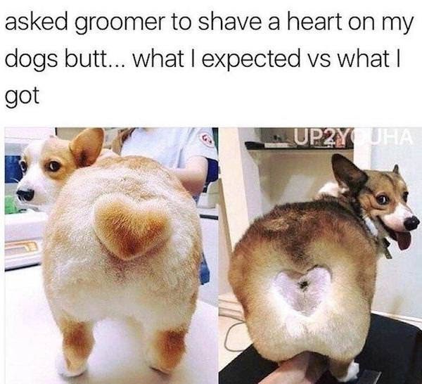 dog bad haircut - asked groomer to shave a heart on my dogs butt... what I expected vs what | got UP2YUHA