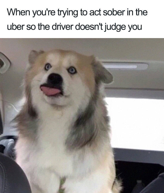 memes animals - When you're trying to act sober in the uber so the driver doesn't judge you