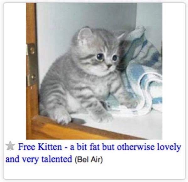 free kitten a bit fat - Free Kitten a bit fat but otherwise lovely and very talented Bel Air
