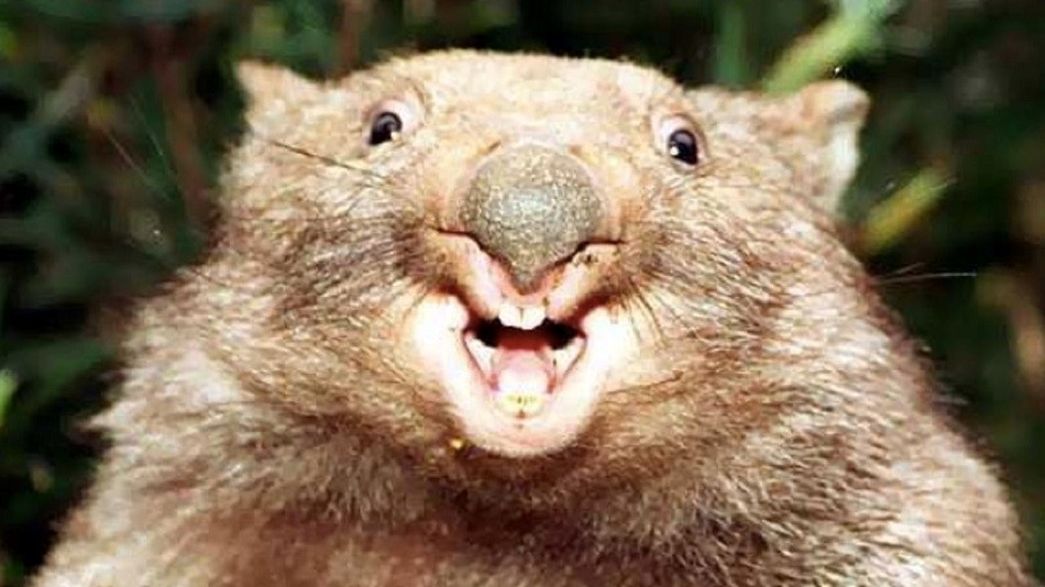 wombat smiling